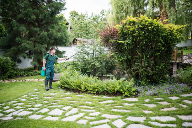 Best Ant Control Services  in Cheree, OK
