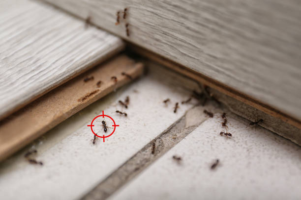 Best Spider Control Near Me  in Cheree, OK