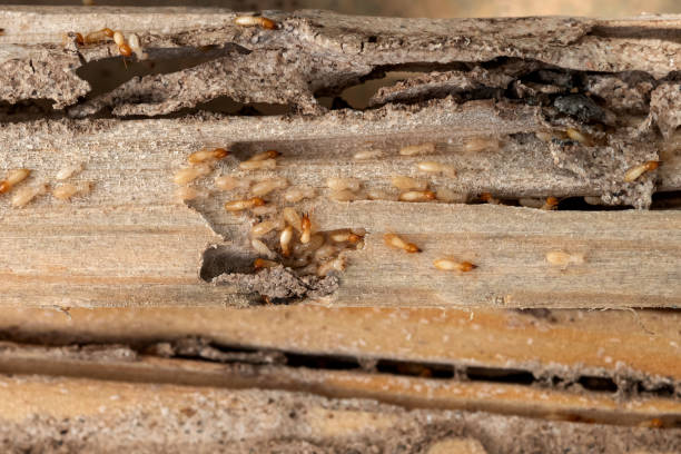 Best Termite Control Services  in Cheree, OK